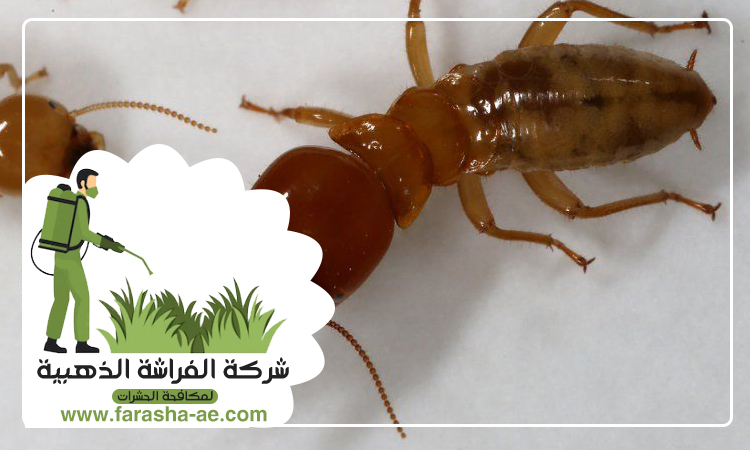 مكافحة الرمة في ام القيوين