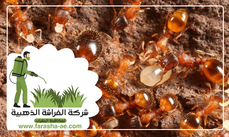 مكافحة الرمة في ام القيوين 4 مكافحة الرمة في ام القيوين