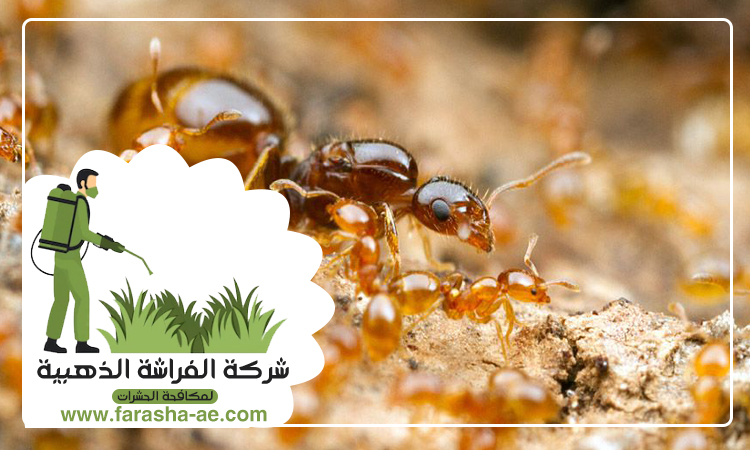 مكافحة الرمة في ام القيوين 5 مكافحة الرمة في ام القيوين