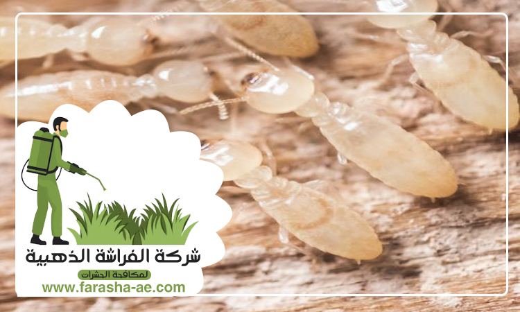 شركة مكافحة الرمة في ميسلون 5 شركة مكافحة الرمة في ميسلون