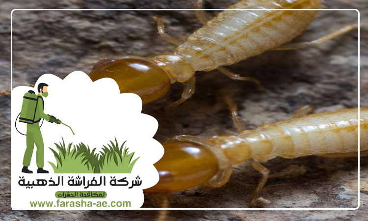 شركة مكافحة الرمة في ميسلون 4 شركة مكافحة الرمة في ميسلون