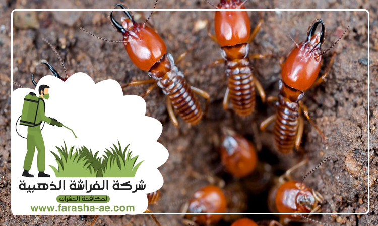 شركة مكافحة الرمة في ميسلون 3 شركة مكافحة الرمة في ميسلون