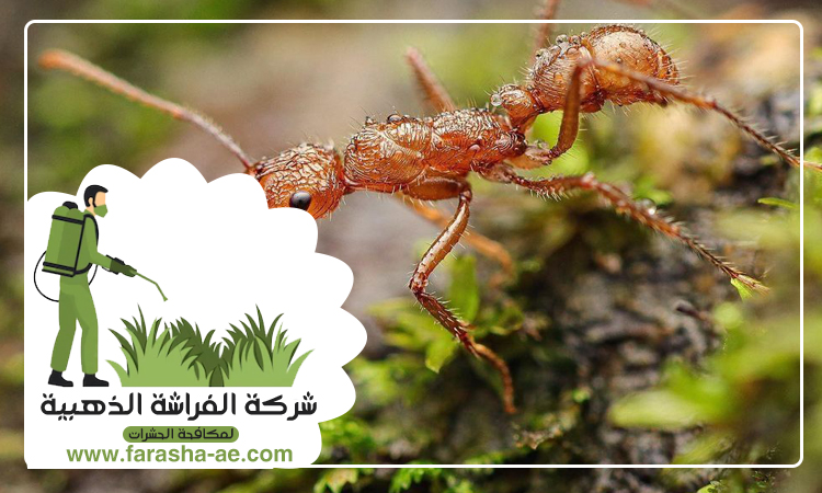 شركة مكافحة الرمة في الطوار 3 شركة مكافحة الرمة في الطوار