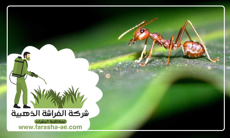 شركة مكافحة الرمة في الطوار 4 شركة مكافحة الرمة في الطوار