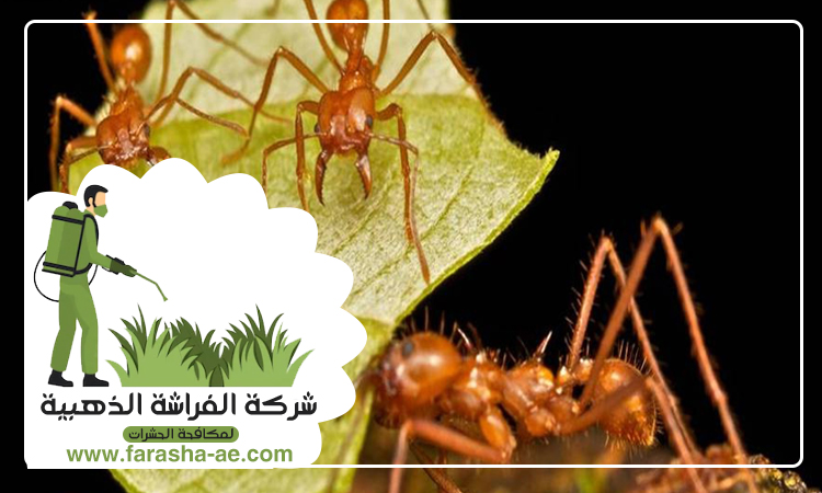 شركة مكافحة الرمة في الطوار 5 شركة مكافحة الرمة في الطوار