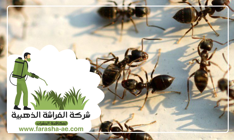 شركة مكافحة الرمة في اصفني 3 شركة مكافحة الرمة في اصفني