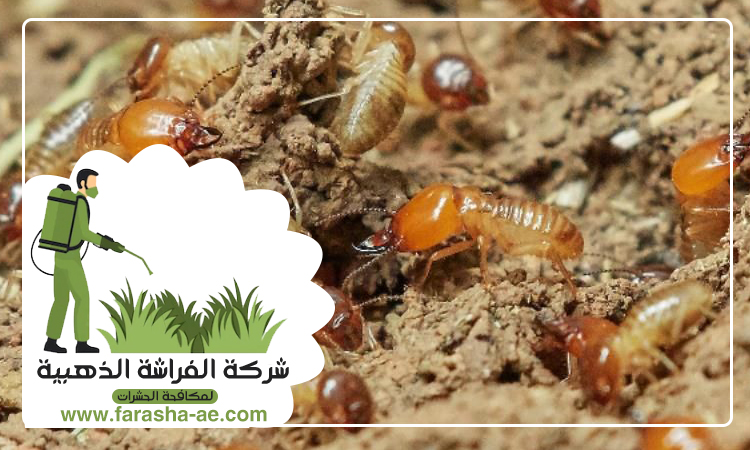 شركة مكافحة الرمة في اصفني 4 شركة مكافحة الرمة في اصفني