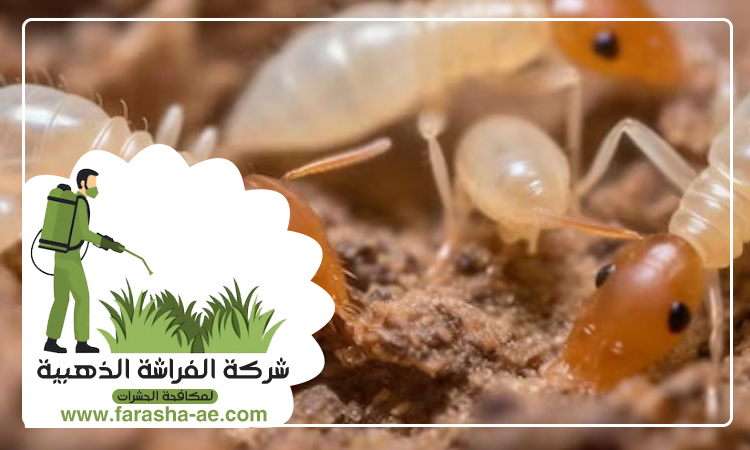شركة مكافحة الرمة في الغافية 4 شركة مكافحة الرمة في الغافية