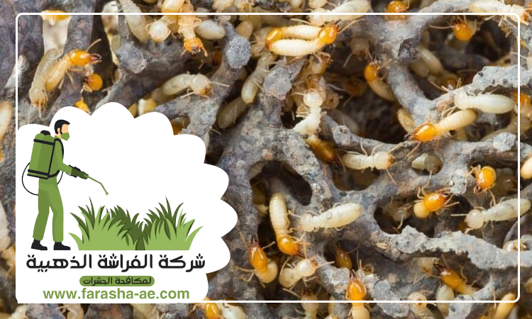 شركة مكافحة الرمة في مويلح 3 شركة مكافحة الرمة في مويلح