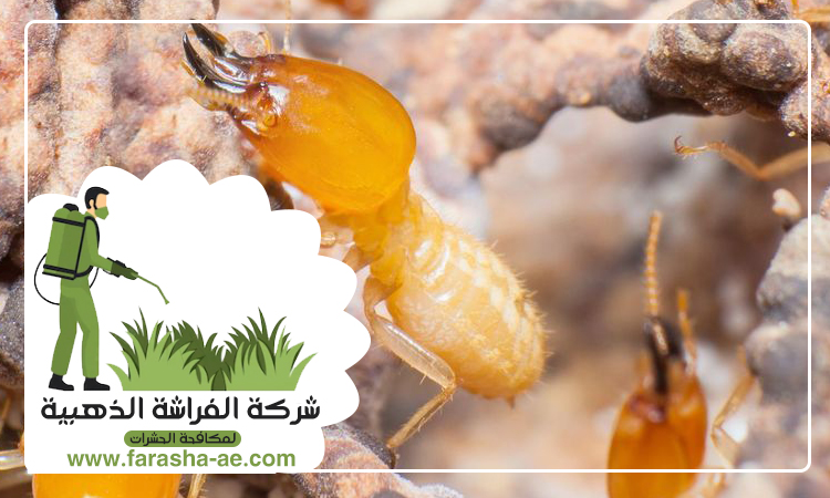 شركة مكافحة الرمة في القرائن 3 شركة مكافحة الرمة في القرائن