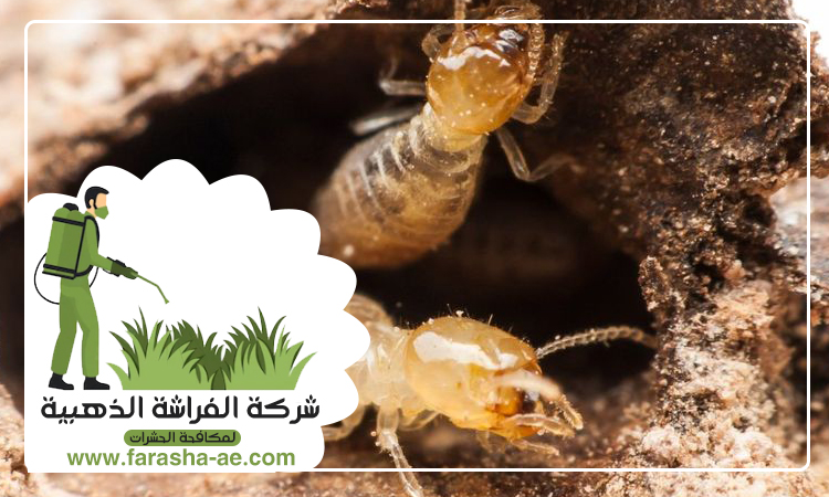 شركة مكافحة الرمة في القرائن 2 شركة مكافحة الرمة في القرائن