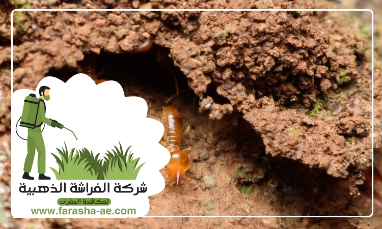 شركة مكافحة الرمة في القرائن 4 شركة مكافحة الرمة في القرائن