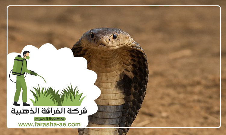 شركة مكافحة الثعابين في البرشاء 5 شركة مكافحة الثعابين في البرشاء