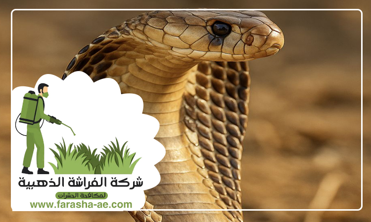 شركة مكافحة الثعابين في البرشاء 4 شركة مكافحة الثعابين في البرشاء