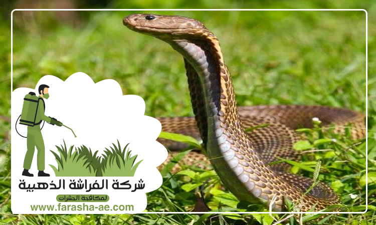 شركة مكافحة الثعابين في المنخول 5 شركة مكافحة الثعابين في المنخول