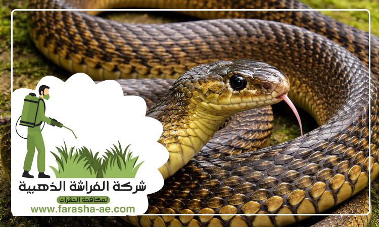 شركة مكافحة الثعابين في المنخول 4 شركة مكافحة الثعابين في المنخول