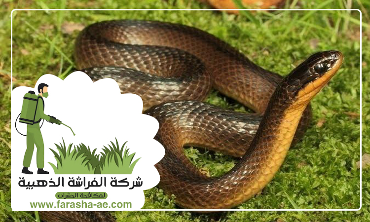 شركة مكافحة الثعابين في المنخول 3 شركة مكافحة الثعابين في المنخول
