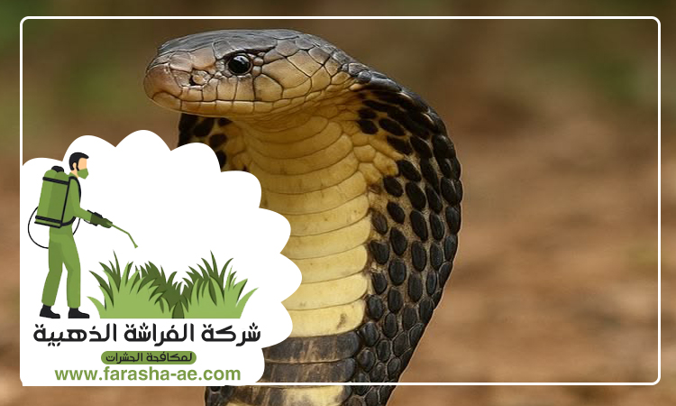 شركة مكافحة الثعابين في الزيد 5 شركة مكافحة الثعابين في الزيد