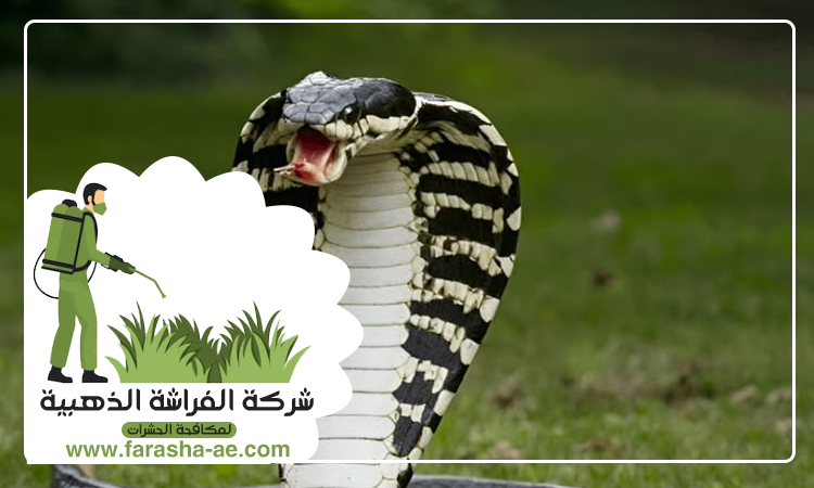شركة مكافحة الثعابين في الزيد 4 شركة مكافحة الثعابين في الزيد