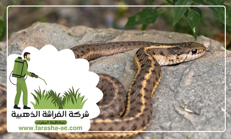 شركة مكافحة الثعابين في الزيد 3 شركة مكافحة الثعابين في الزيد