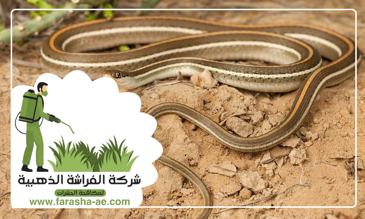 شركة مكافحة الثعابين في المدام 5 شركة مكافحة الثعابين في المدام