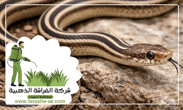 شركة مكافحة الثعابين في المدام 3 شركة مكافحة الثعابين في المدام