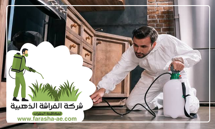 شركة مكافحة حشرات في العقة 4 شركة مكافحة حشرات في العقة