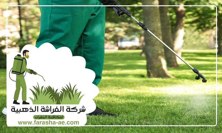 شركة مكافحة حشرات في الشارقة 4 شركة مكافحة حشرات في الشارقة