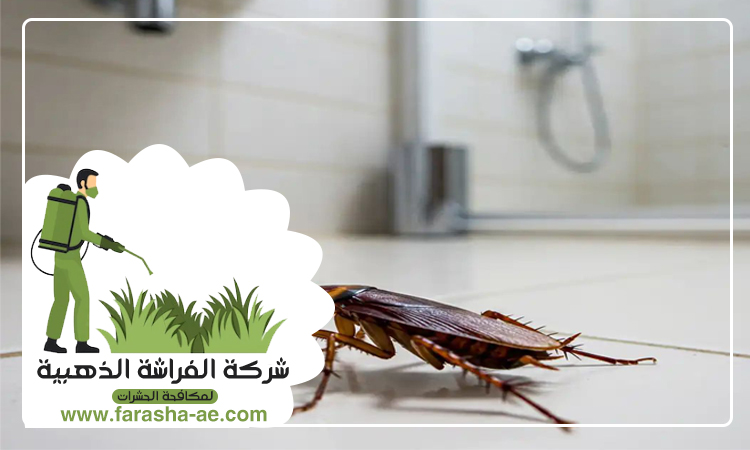 مكافحة الصراصير في العين 4 مكافحة الصراصير في العين