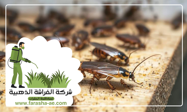 مكافحة الصراصير في أم القيوين 4 مكافحة الصراصير في أم القيوين
