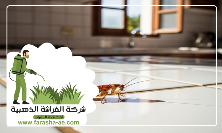 شركة مكافحة الصراصير الشارقة 5 شركة مكافحة الصراصير الشارقة