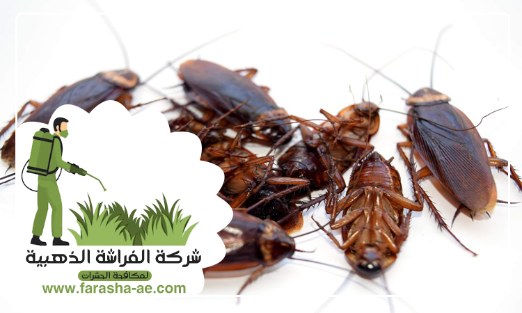 مكافحة الصراصير في رأس الخيمة 4 مكافحة الصراصير في رأس الخيمة