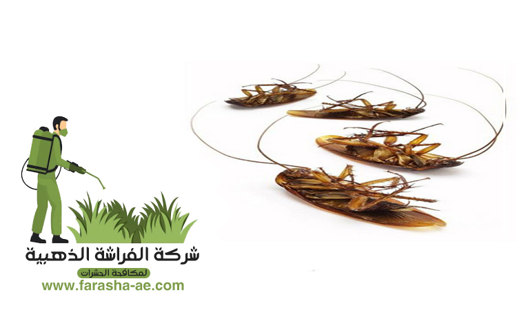 شركة مكافحة الصراصير في ابوظبي 5 شركة مكافحة الصراصير في ابوظبي