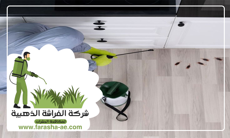 مكافحة الصراصير في الفجيرة 5 مكافحة الصراصير في الفجيرة
