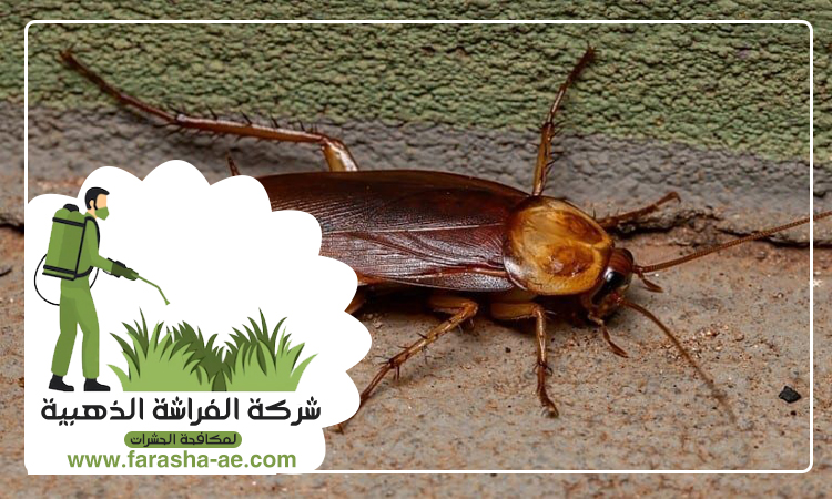 شركة مكافحة الصراصير في ابوظبي 4 شركة مكافحة الصراصير في ابوظبي