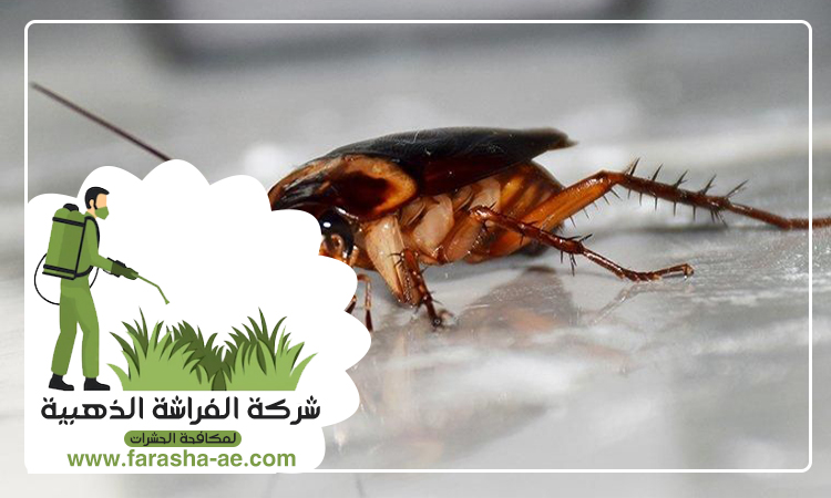 مكافحة الصراصير في الفجيرة 4 مكافحة الصراصير في الفجيرة