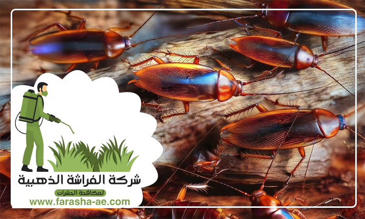 مكافحة الصراصير