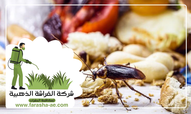 شركة مكافحة الصراصير في عجمان 4 شركة مكافحة الصراصير في عجمان