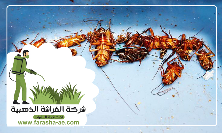 شركة مكافحة الصراصير