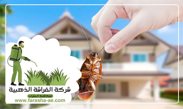 مكافحة الصراصير