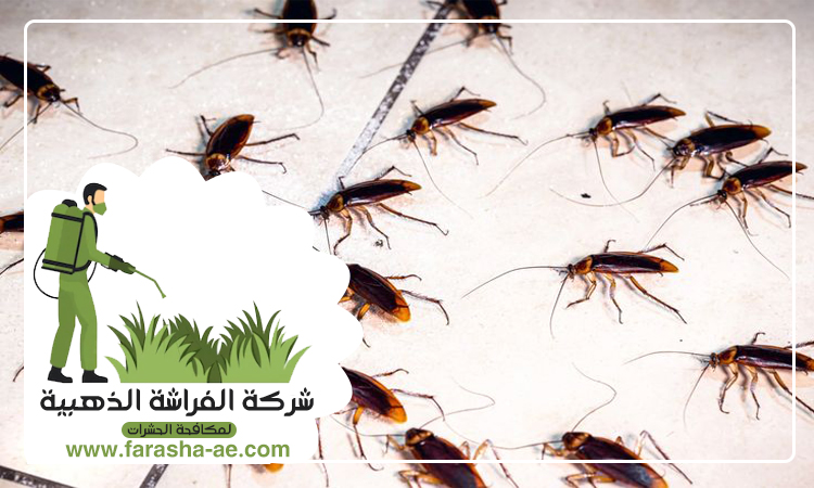 شركة مكافحة الصراصير