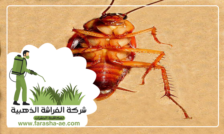 مكافحة الصراصير في العين 5 مكافحة الصراصير في العين