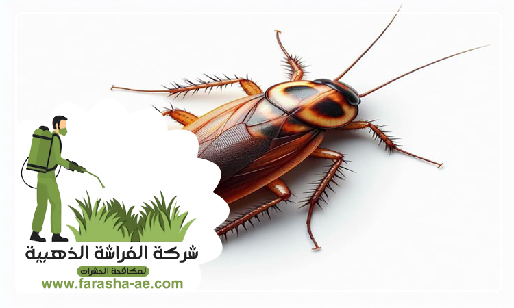 مكافحة الصراصير