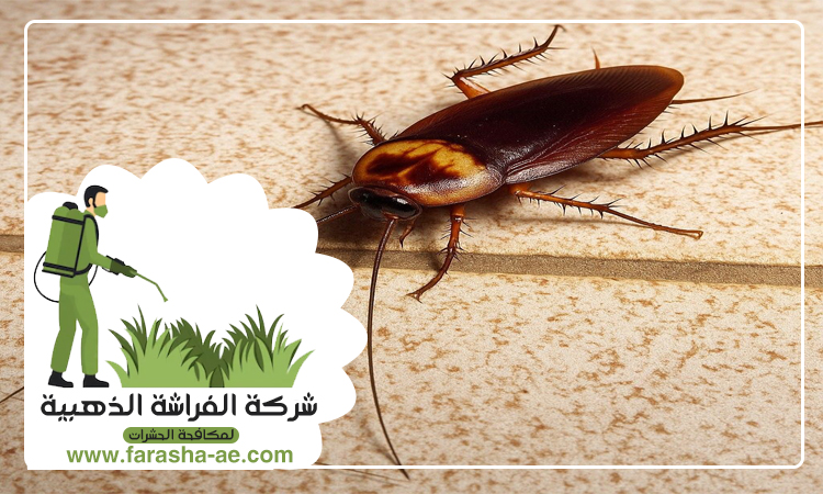 شركة مكافحة الصراصير الشارقة 4 شركة مكافحة الصراصير الشارقة