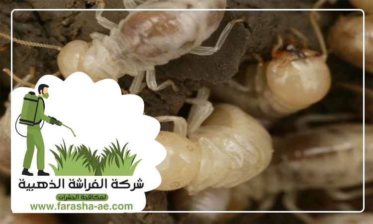 شركة مكافحة النمل دبي 3 شركة مكافحة النمل دبي