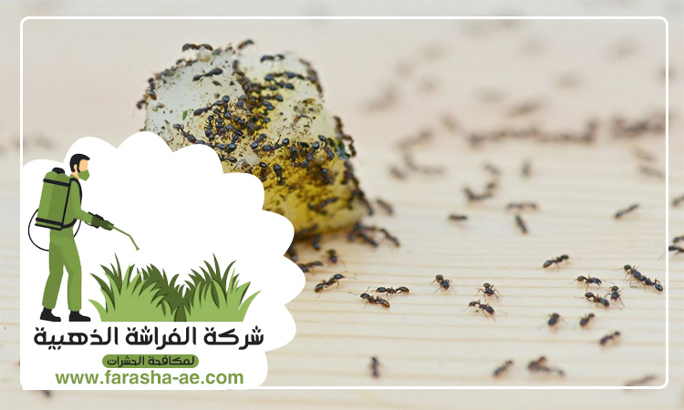 شركة مكافحة النمل دبي 2 شركة مكافحة النمل