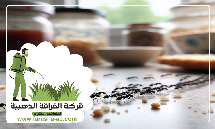 شركة مكافحة النمل دبي 5 شركة مكافحة النمل دبي