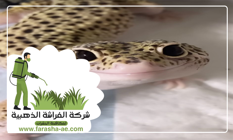 مكافحة الطيطار في رأس الخيمة 5 مكافحة الطيطار في رأس الخيمة