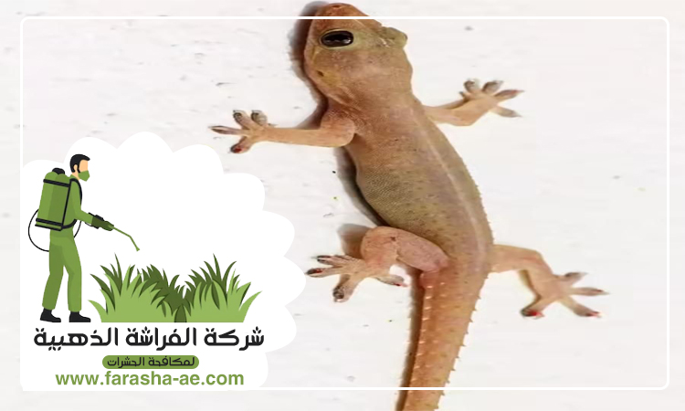 شركة مكافحة البرص بمردف 5 شركة مكافحة البرص بمردف