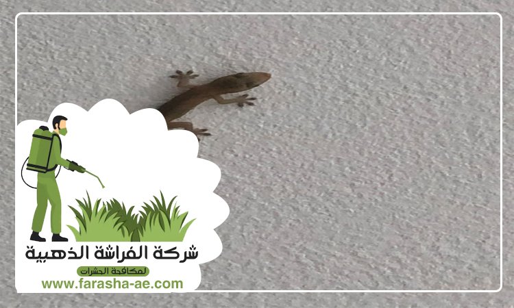 شركة مكافحة الطيطار في الشارقة 5 شركة مكافحة الطيطار في الشارقة